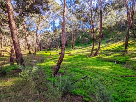 Mountain bike and walking trails in Plenty Gorge State Park in northern Melbourne in Victoria, Australia