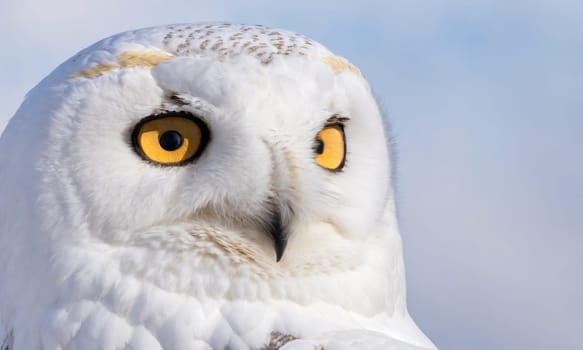 A snowy owl rests quietly, showcasing its striking yellow eyes and intricate feather patterns. The background features a serene winter sky, enhancing the owl's captivating presence. This remarkable bird embodies the beauty of nature during the colder months.