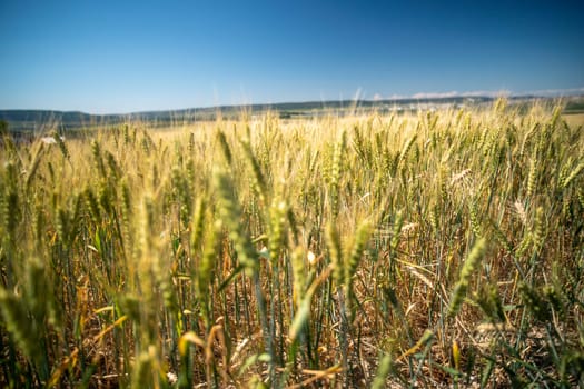 A field of wheat is shown in the foreground and background. The sky is blue and the sun is shining brightly