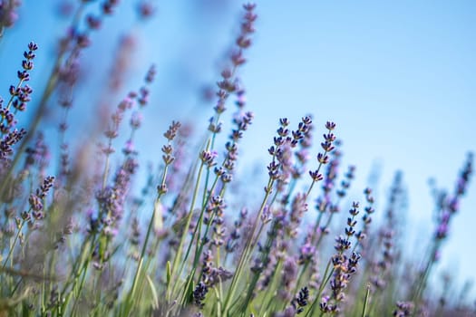 A field of lavender flowers with a clear blue sky in the background. The flowers are in full bloom and are scattered throughout the field. Scene is peaceful and serene, as the flowers