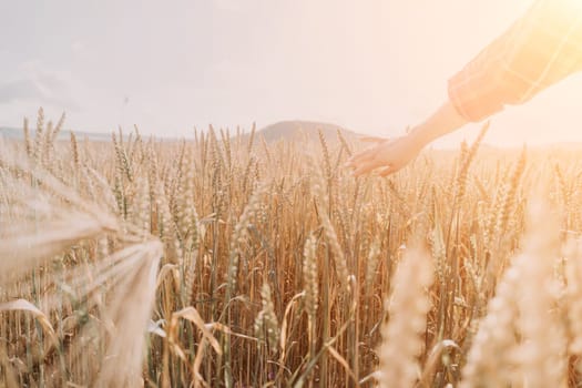 Woman farmer walks through a wheat field at sunset, touching green ears of wheat with his hands. Hand farmer is touching ears of wheat on field in sun, inspecting her harvest. Agricultural business.