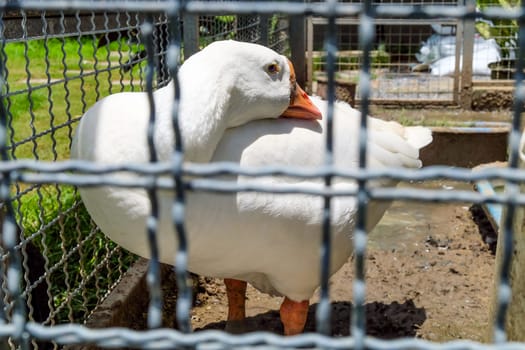 White goose in a cage on a farm. Domestic goose in a cage.