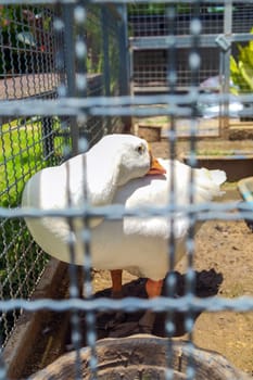 White goose in a cage on a farm. Domestic goose in a cage.