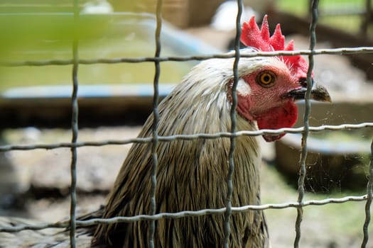 Portrait of a rooster in a cage on a farm.