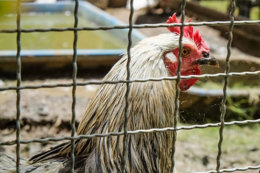 Portrait of a rooster in a cage on a farm.