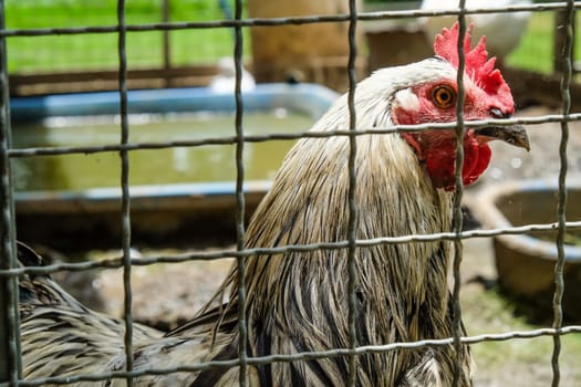 Portrait of a rooster in a cage on a farm.