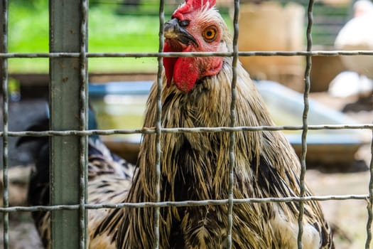 Portrait of a rooster in a cage on a farm.