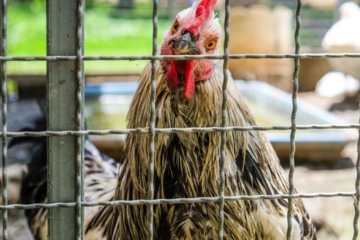 Portrait of a rooster in a cage on a farm.
