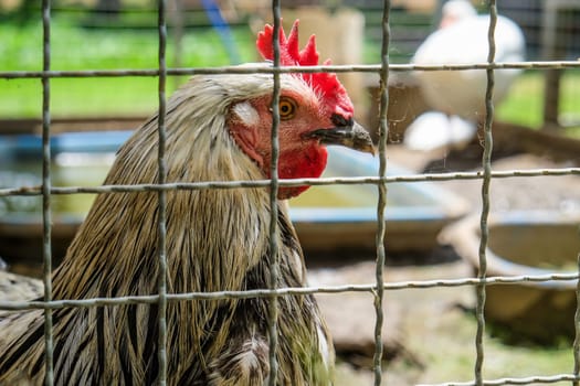 Portrait of a rooster in a cage on a farm.