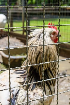 Portrait of a rooster in a cage on a farm.