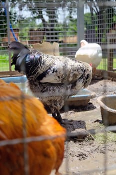 chicken in a cage on a farm, closeup of photo