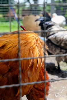Rooster in a cage on a farm background. Selective focus.