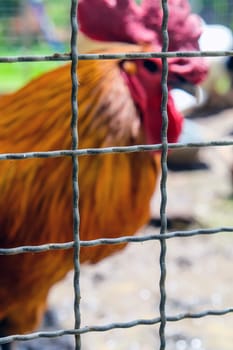 Rooster in a cage on a farm background. Selective focus.