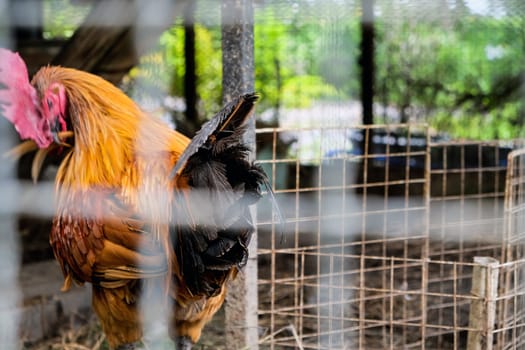 Rooster in a cage on a farm in the countryside of Thailand.