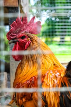 Portrait of a rooster in a cage on a farm.