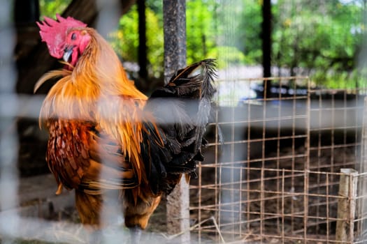Rooster in a cage on a farm in the countryside of Thailand.