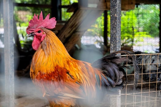 Rooster in a cage on a farm in the countryside of Thailand.
