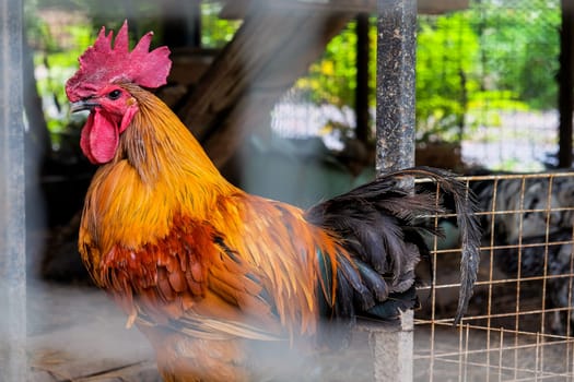 Rooster in a cage on a farm in the countryside of Thailand.