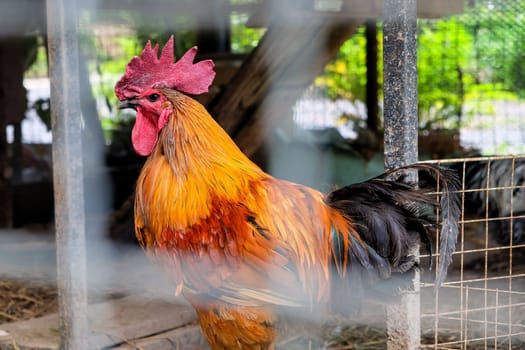 Rooster in a cage on a farm in the countryside of Thailand.