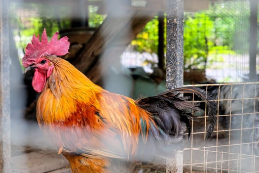 Rooster in a cage on a farm in the countryside of Thailand.