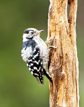 Creative Portugal wildlife  Pictures