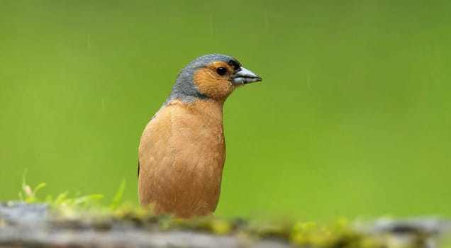 Creative Portugal wildlife  Pictures