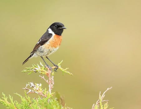 Creative Portugal wildlife  Pictures