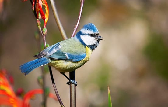 Creative Portugal wildlife  Pictures