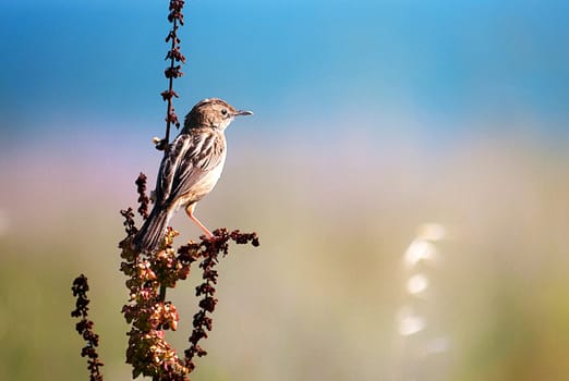 Creative Portugal wildlife  Pictures