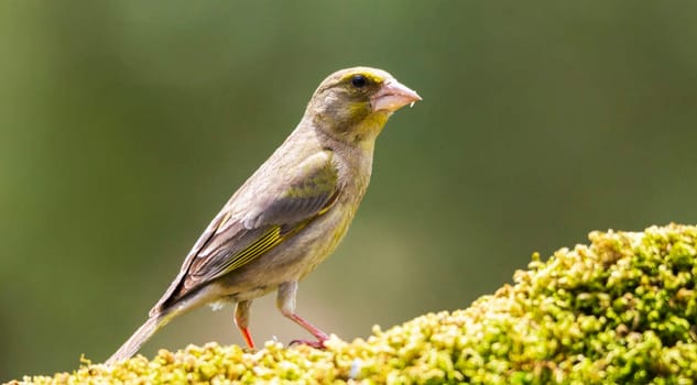 Creative Portugal wildlife  Pictures