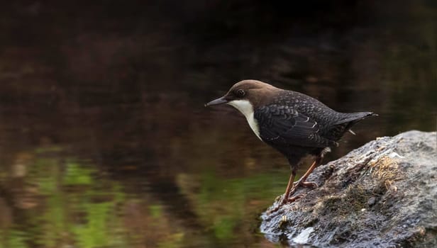 Creative Portugal wildlife  Pictures