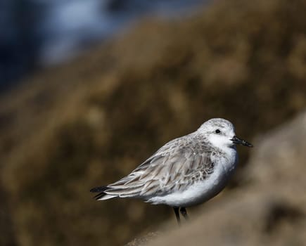 Creative Portugal wildlife  Pictures