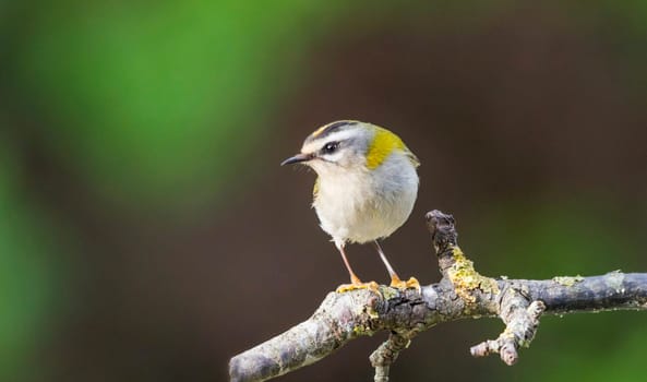 Creative Portugal wildlife  Pictures