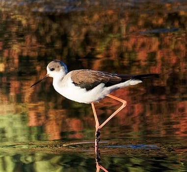 Creative Portugal wildlife  Pictures