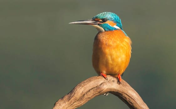 Creative Portugal wildlife  Pictures