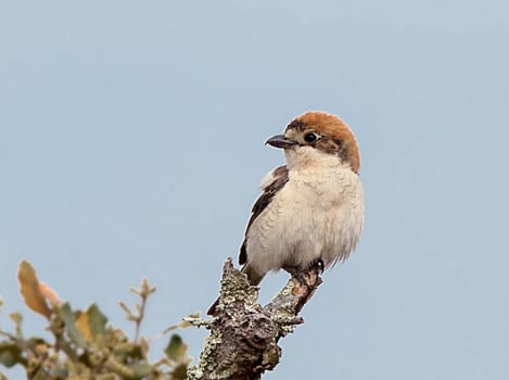 Creative Portugal wildlife  Pictures