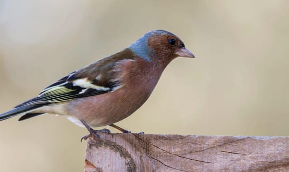Creative Portugal wildlife  Pictures