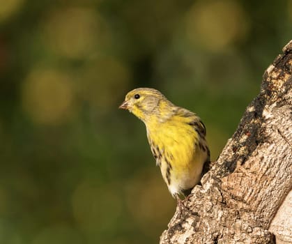 Creative Portugal wildlife  Pictures