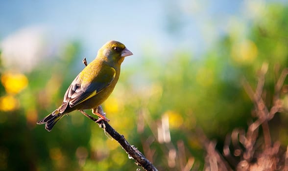 Creative Portugal wildlife  Pictures