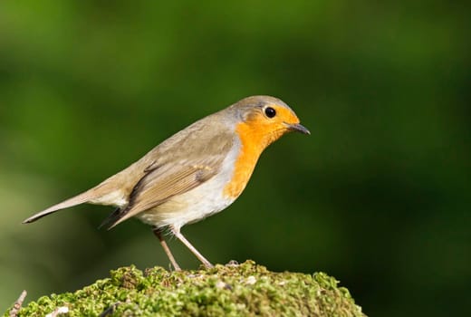 Creative Portugal wildlife  Pictures