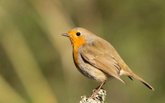 Creative Portugal wildlife  Pictures