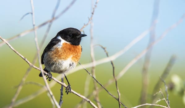 Creative Portugal wildlife  Pictures