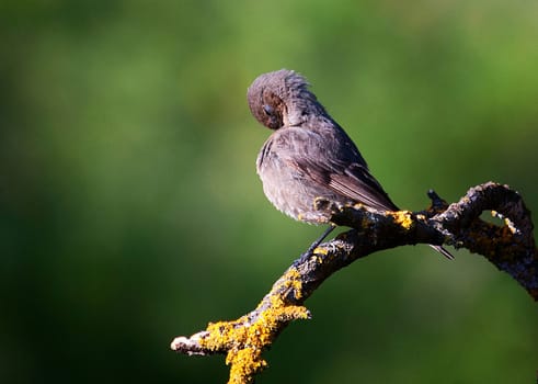 Creative Portugal wildlife  Pictures