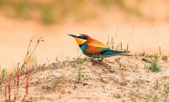 Creative Portugal wildlife  Pictures