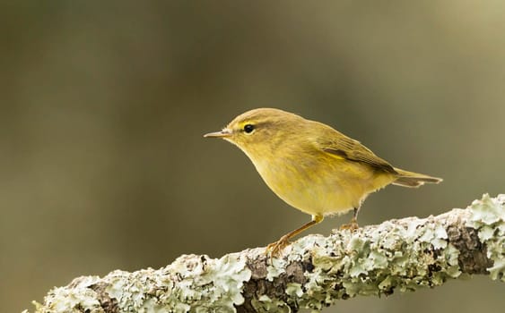 Creative Portugal wildlife  Pictures