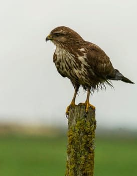 Creative Portugal wildlife  Pictures