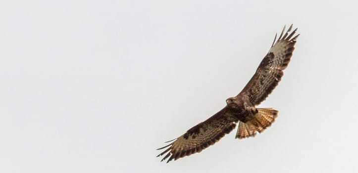 Magical Portugal wildlife  Pictures