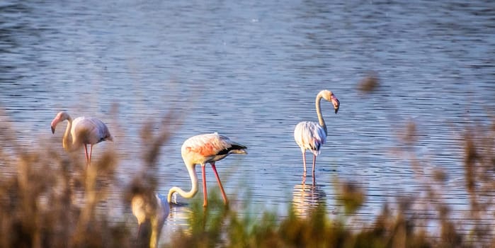 Magical Portugal wildlife  Pictures