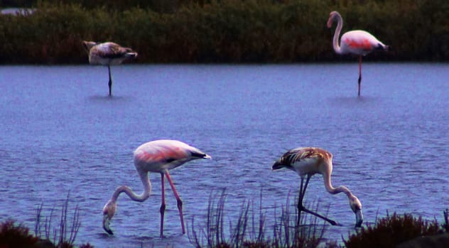 Magical Portugal wildlife  Pictures