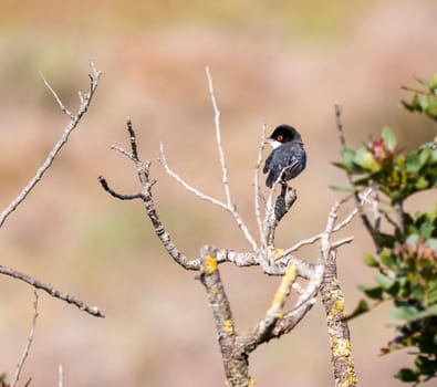 Magical Portugal wildlife  Pictures